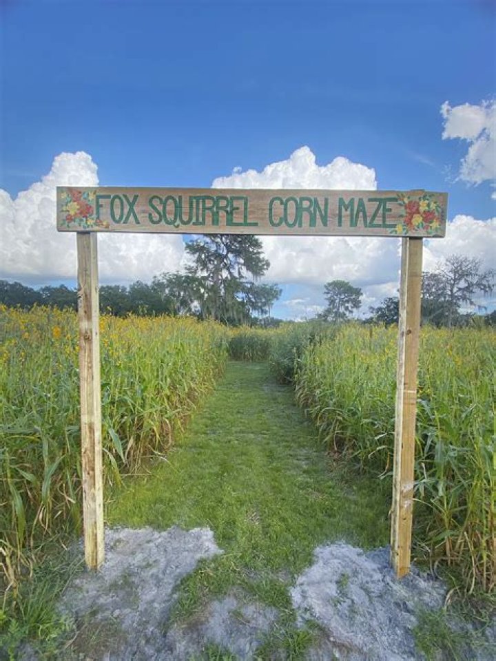 Visit the Fox Squirrel Corn Maze in Plant City - Family Fun for All!